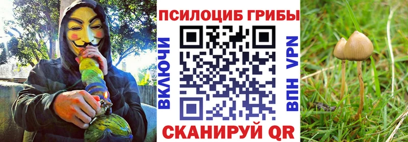 купить  цена  Магас  Псилоцибиновые грибы Psilocybine cubensis 